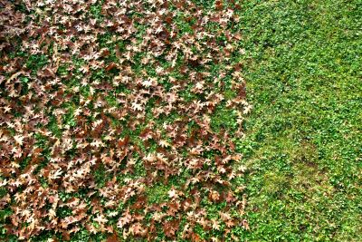 Autumn Lawn Care