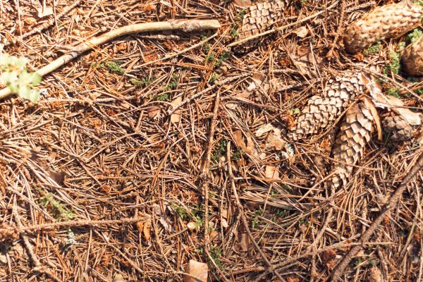 Cost of Pine Needles Removal in Durham