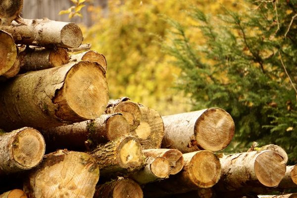 Wood Pile Removal in Durham
