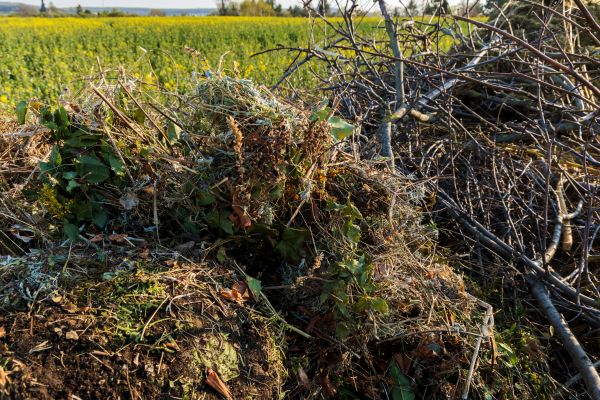 Cost of Brush Disposal in Durham