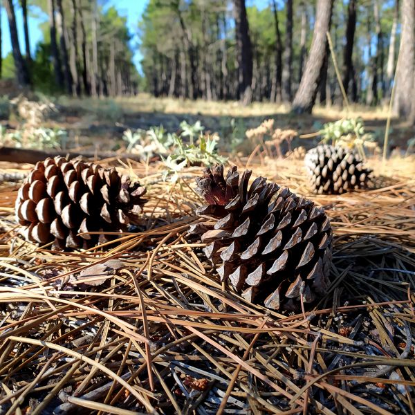 Cost of Pine Cone Removal in Durham