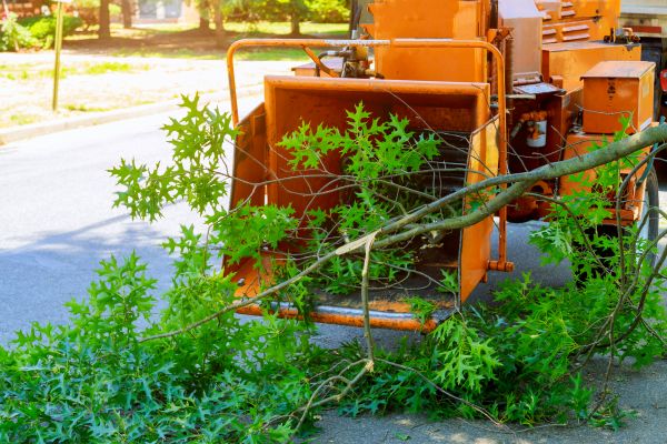 Cost of Tree Branches Removal in Durham