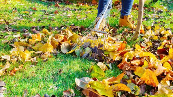 Cost of Autumn Leaf Removal in Durham